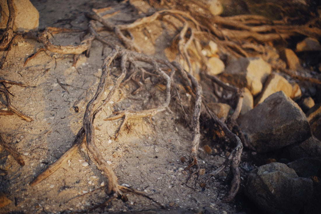 Defeating the Roots of Anger